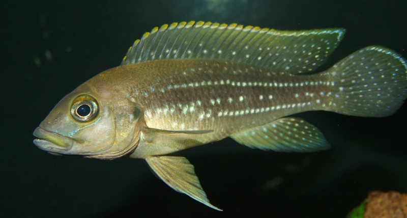 Neolamprologus tetracanthus 'Kipili'